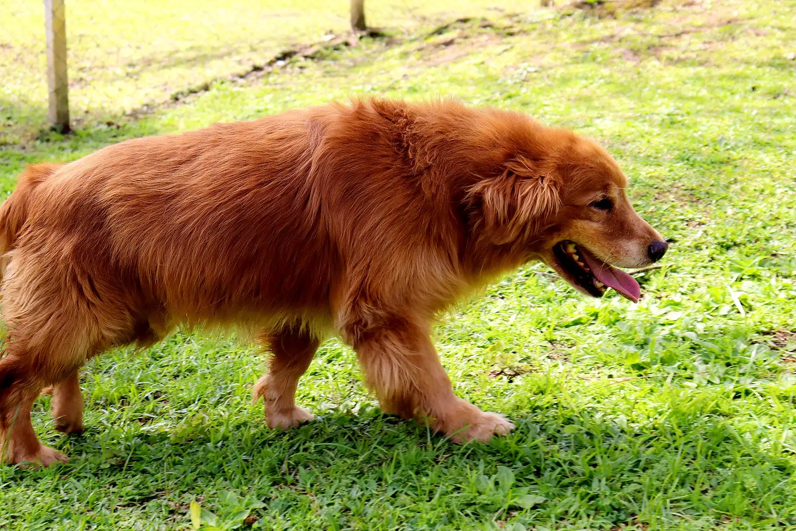 Golden Retriever adulto de pelagem avermelhada caminhando no gramado