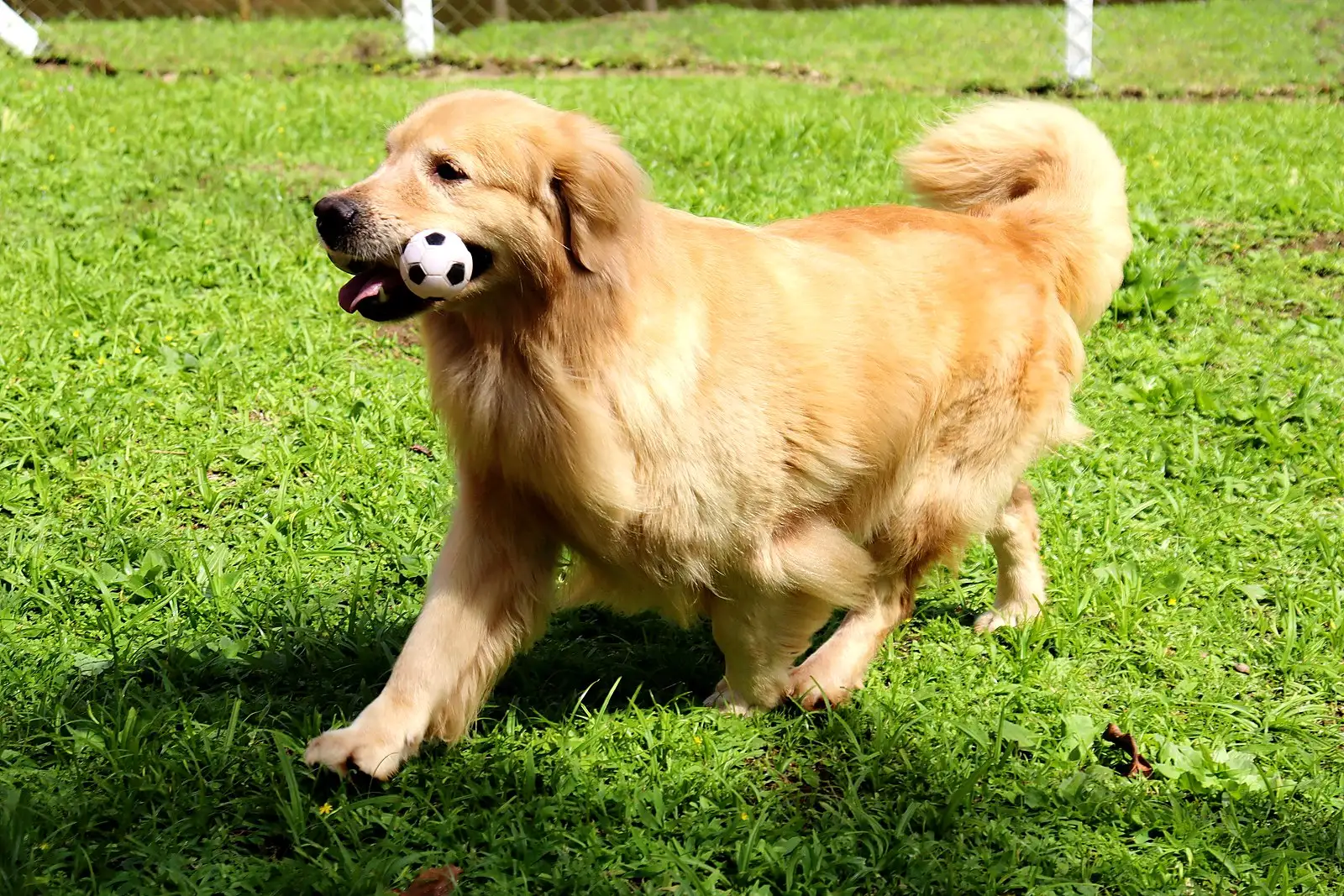 Golden Retriever adulto correndo no gramado com uma bolinha na boca
