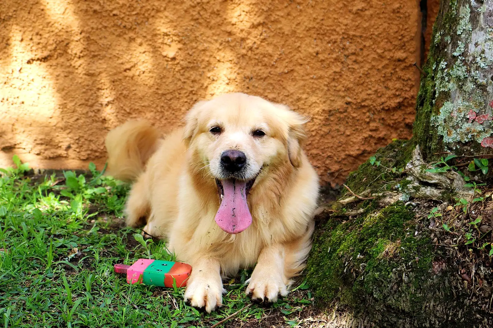 Golden Retriever adulto claro deitado na grama com um brinquedo