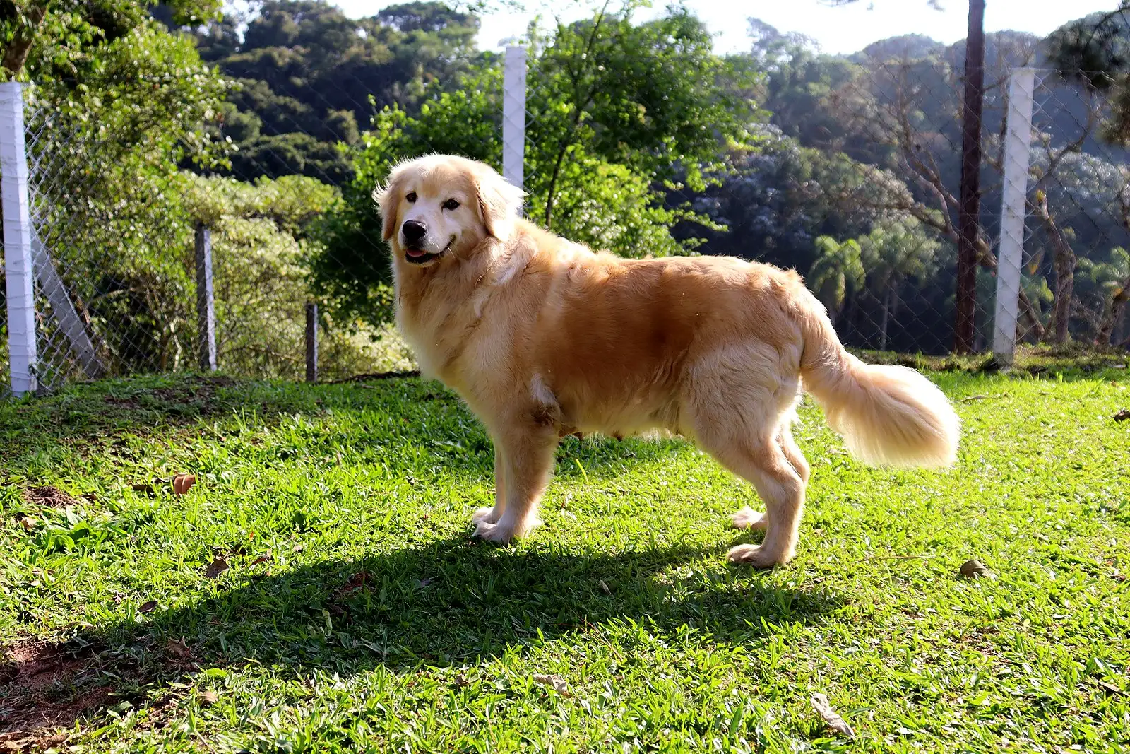 Golden Retriever adulto de pelagem clara em pé, de perfil, no gramado