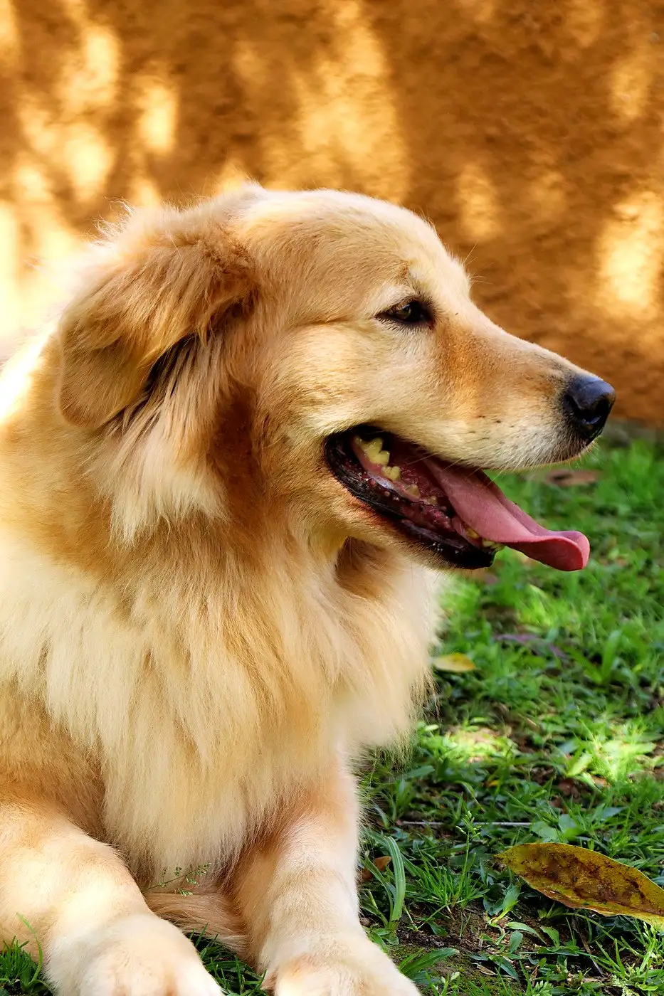 Rosto de um Golden Retriever adulto de perfil, com a língua de fora