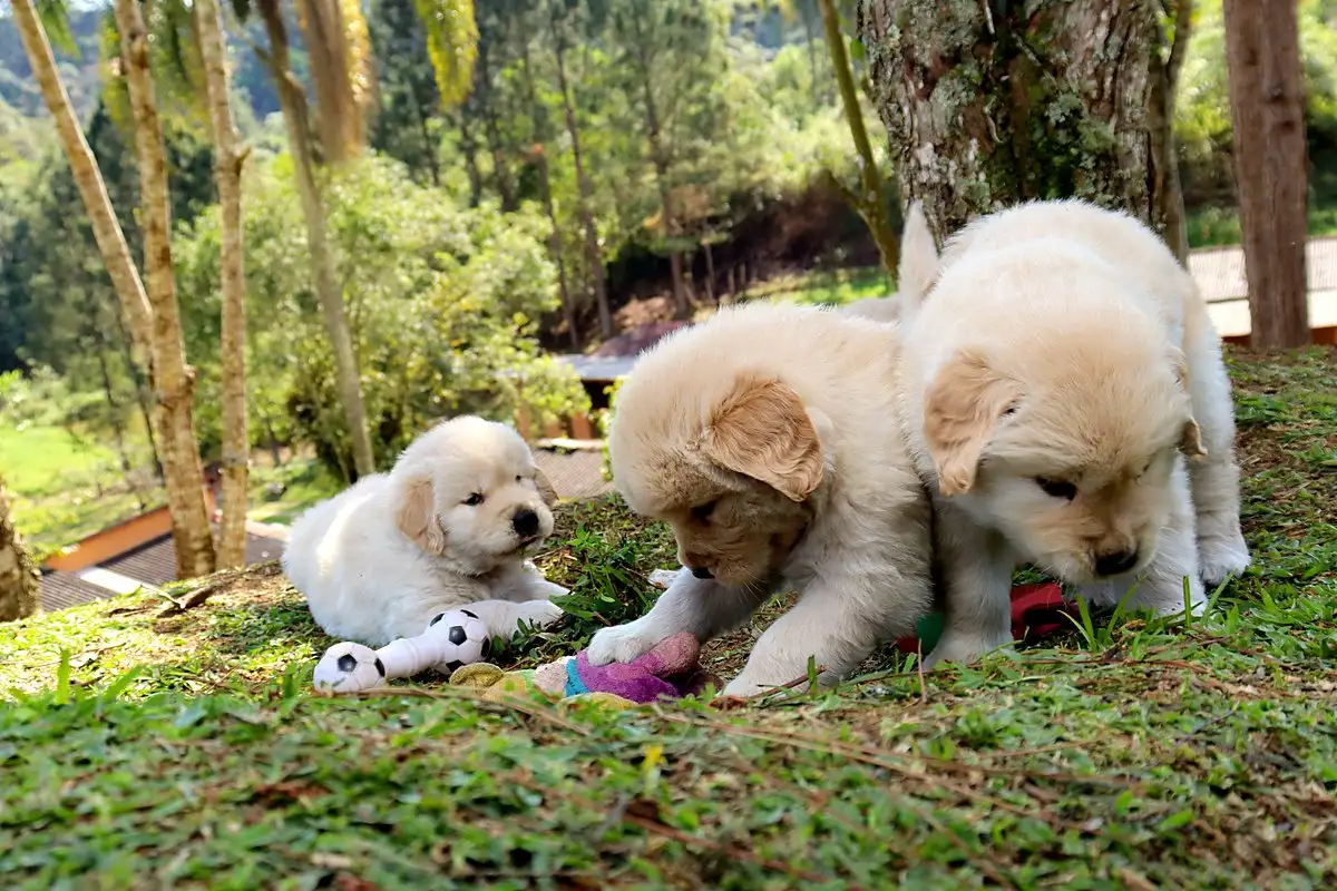 Filhotes de Golden explorando brinquedos no gramado