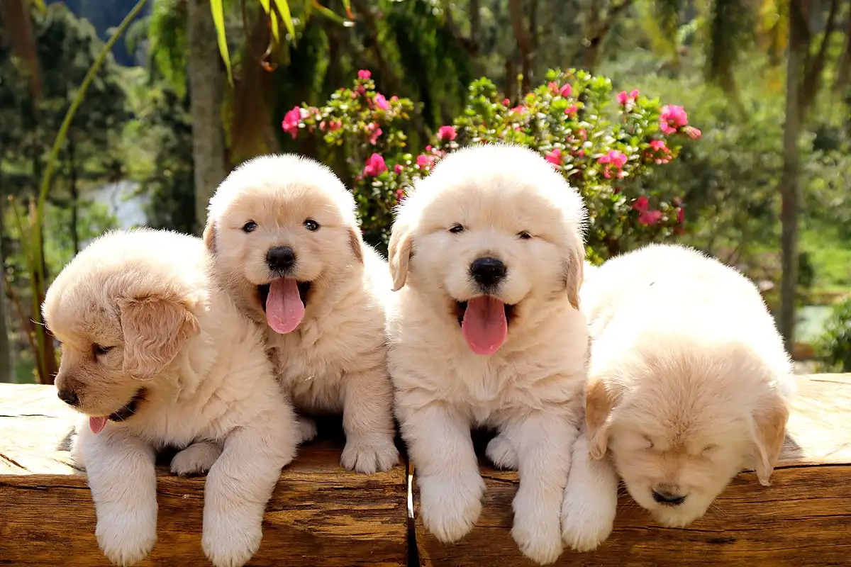 Quatro filhotes de Golden com a língua de fora, com flores ao fundo