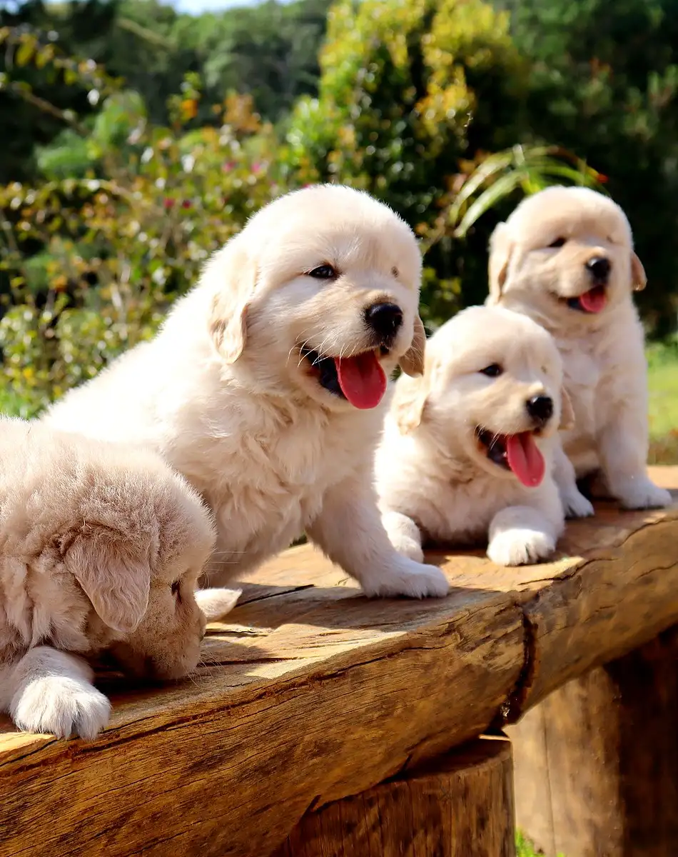Três filhotes de Golden sorrindo, apoiados em um tronco no meio da mata