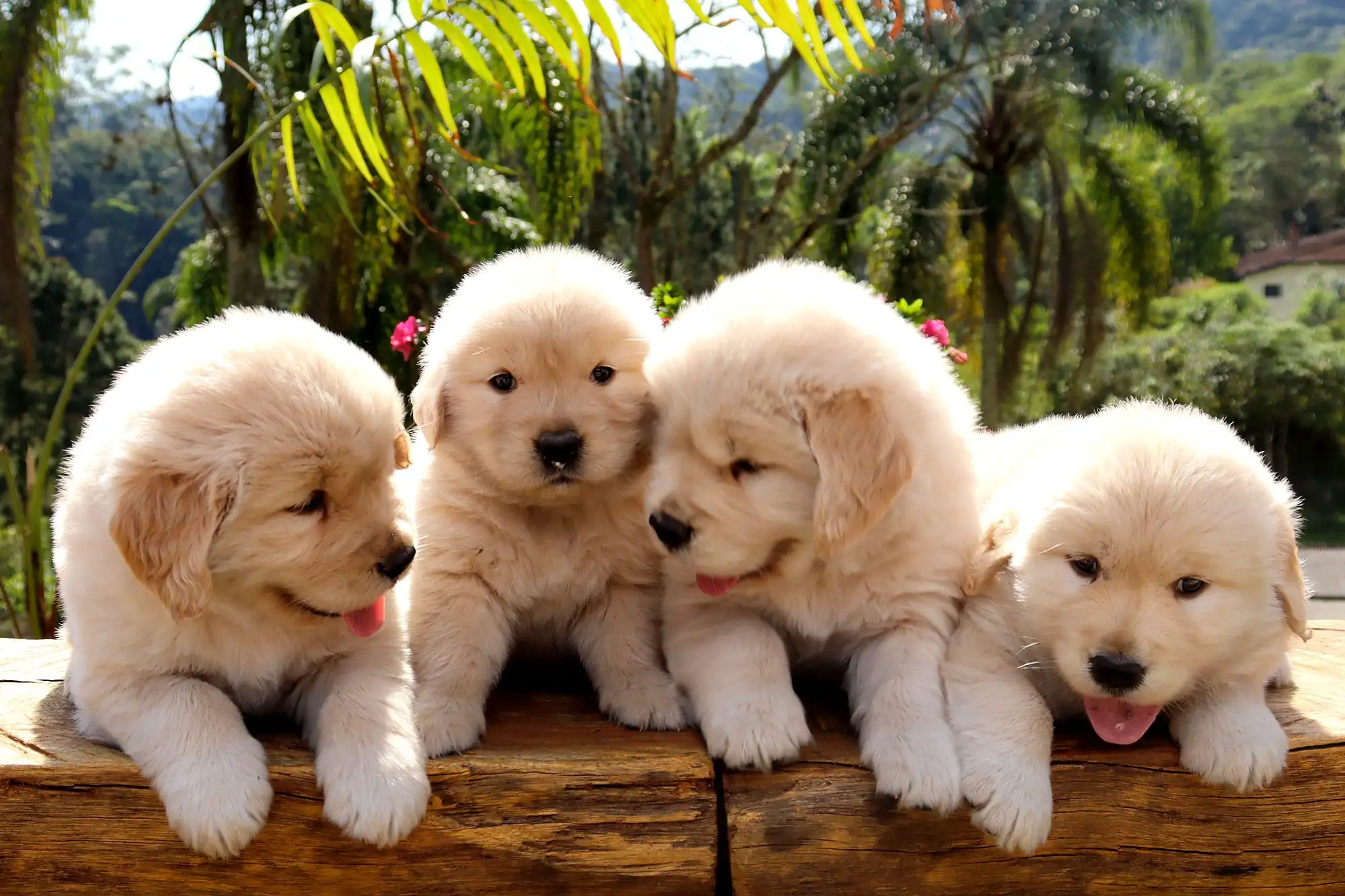 Quatro filhotes de Golden Retriever lado a lado sobre um tronco, com mata ao fundo